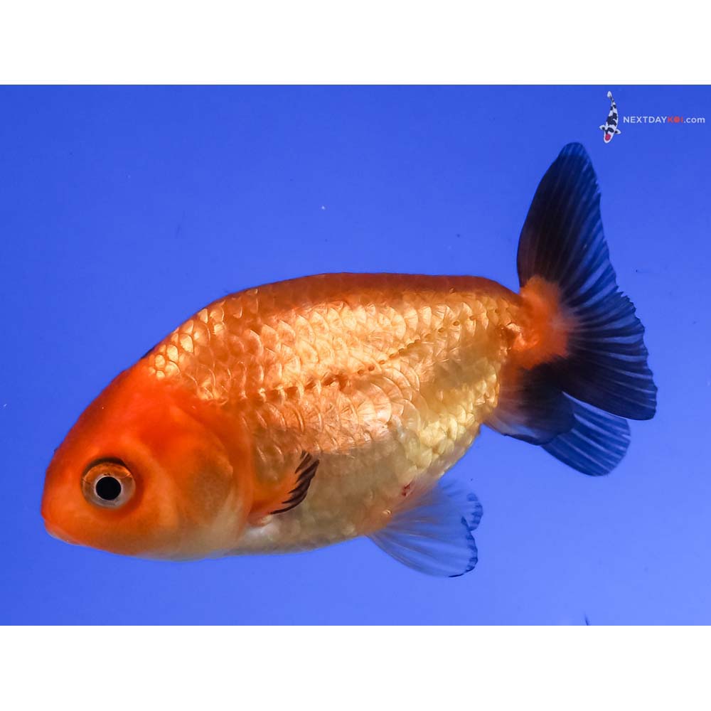 2.5” Imported Red and Black Ranchu