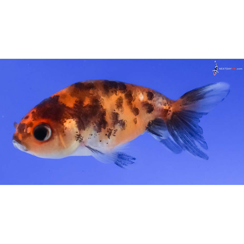 2.5” Imported Calico Ranchu