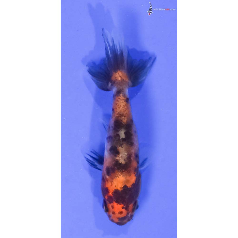 2.5” Imported Calico Ranchu