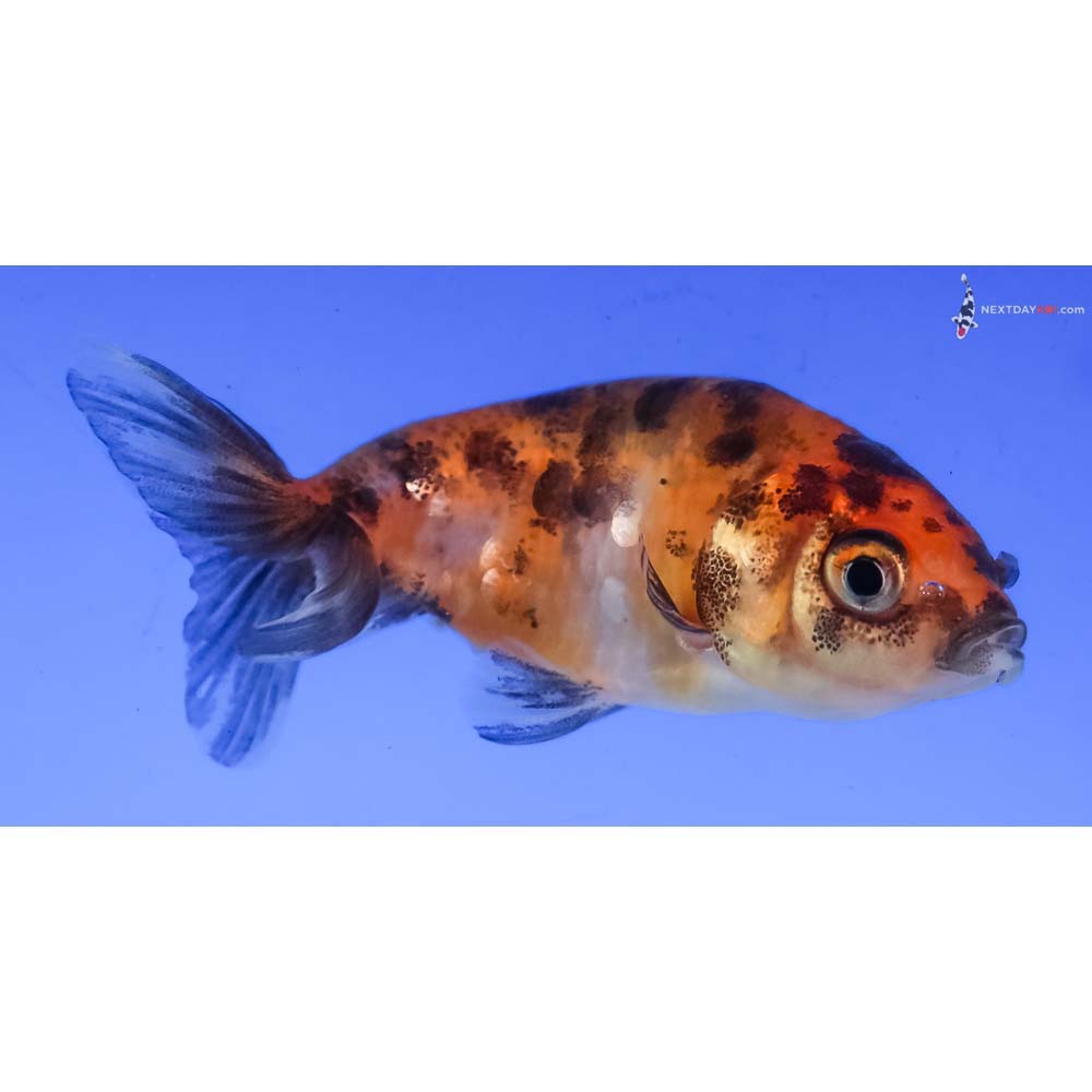 2.5” Imported Calico Ranchu