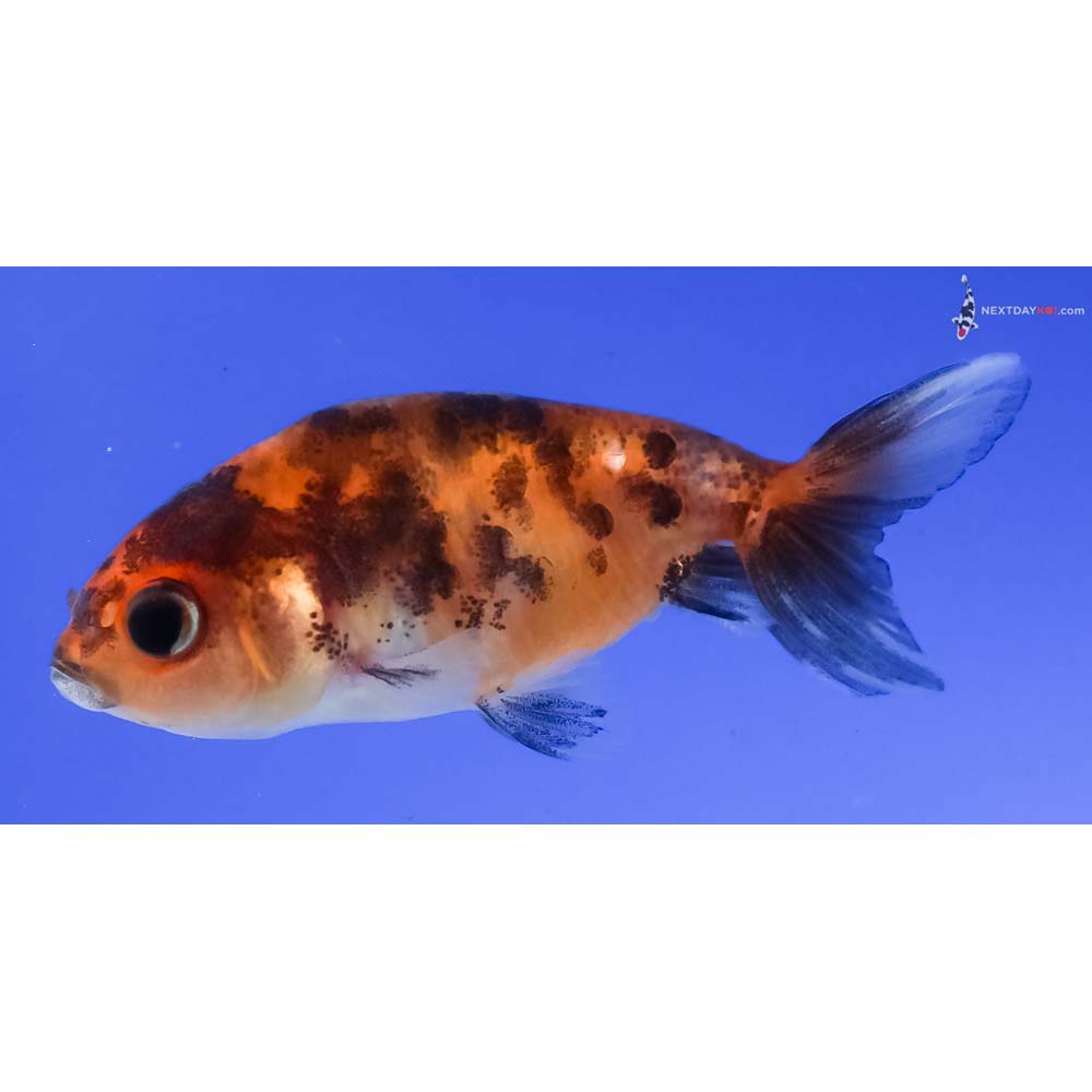 2.5” Imported Calico Ranchu