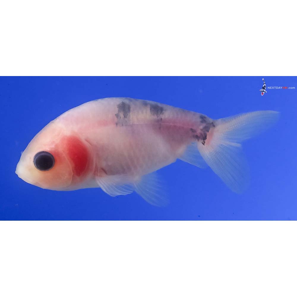2.5” Imported Calico Ranchu