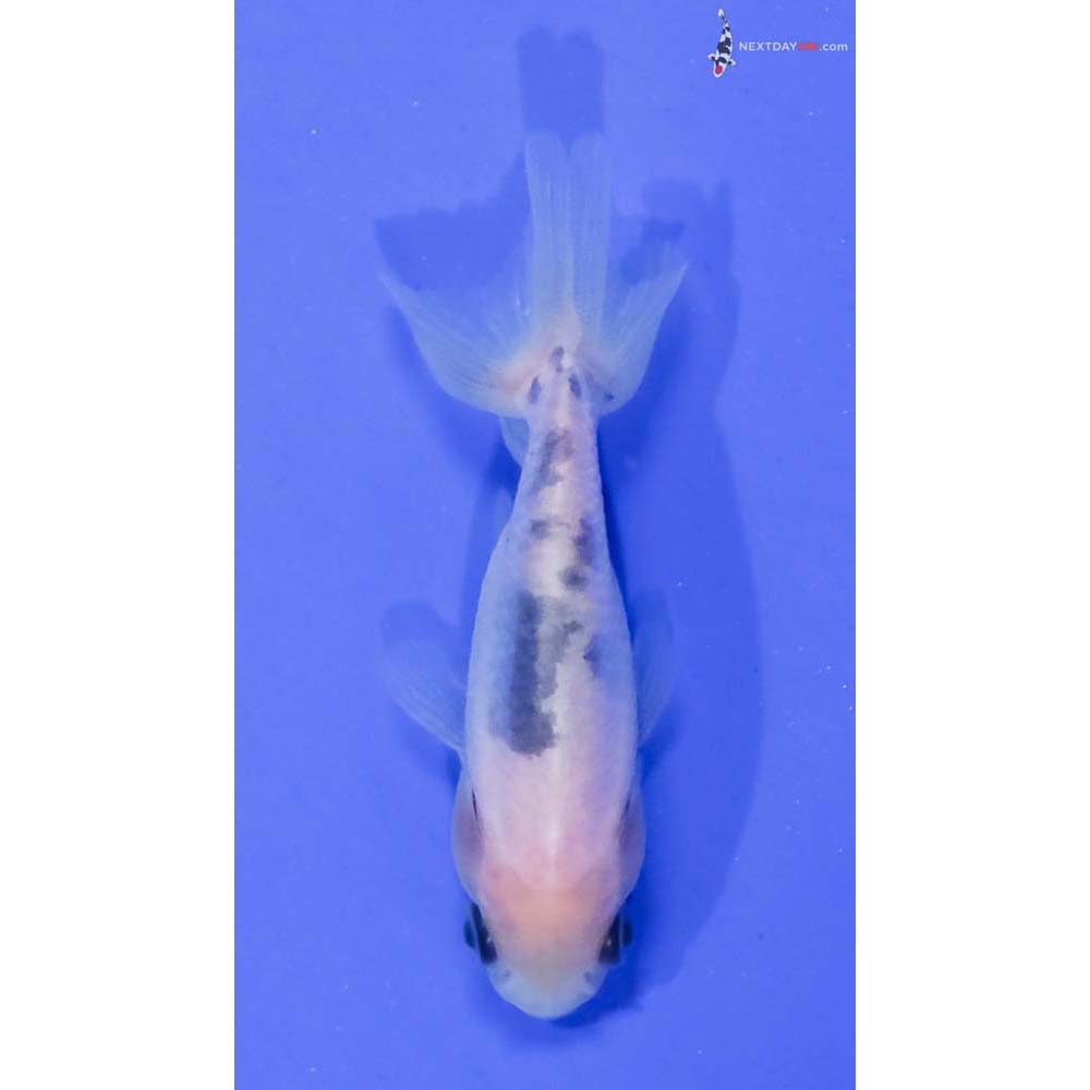 2.5” Imported Calico Ranchu