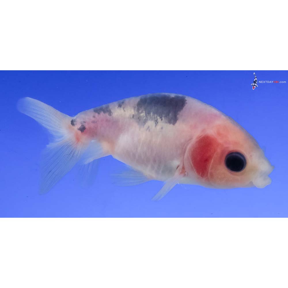 2.5” Imported Calico Ranchu