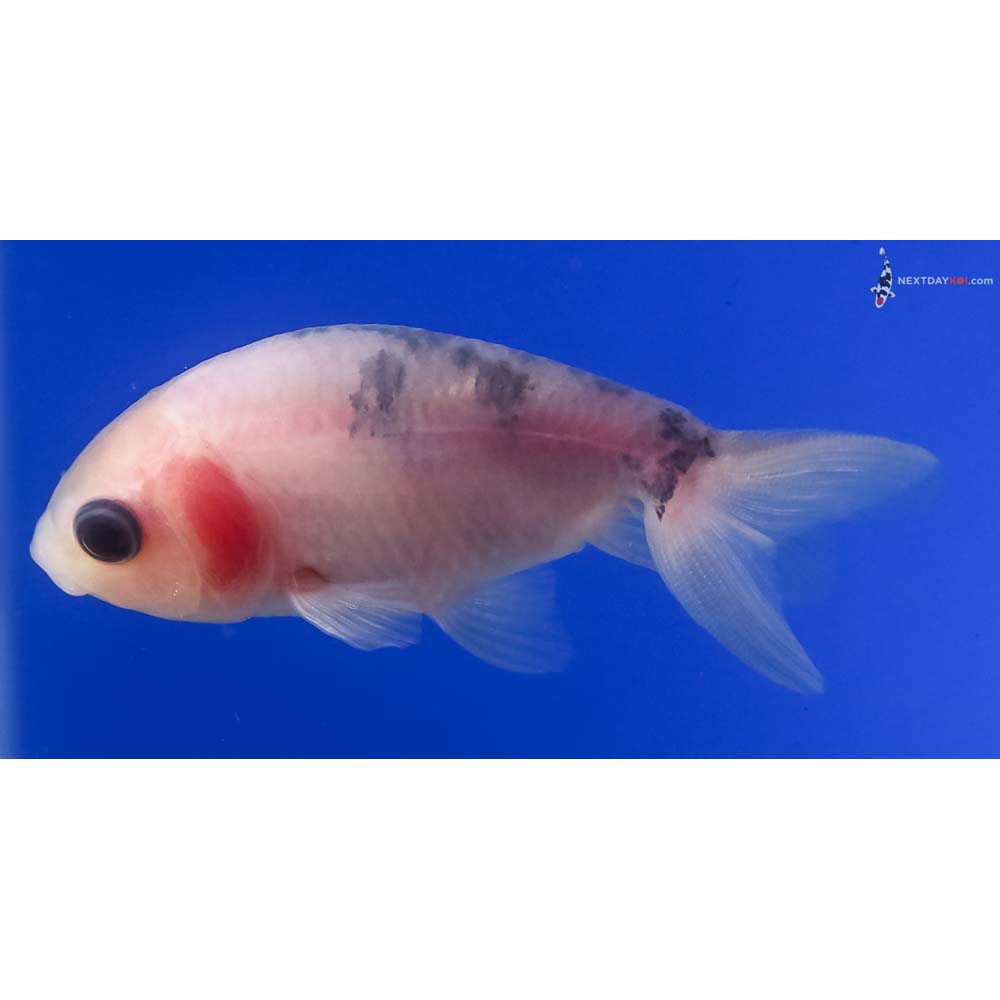 2.5” Imported Calico Ranchu