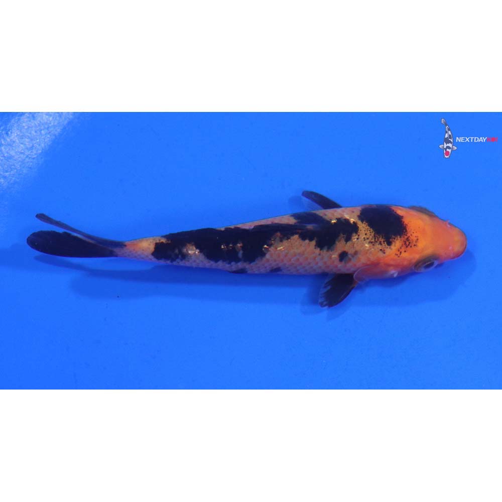 3” Imported Aka Bekko