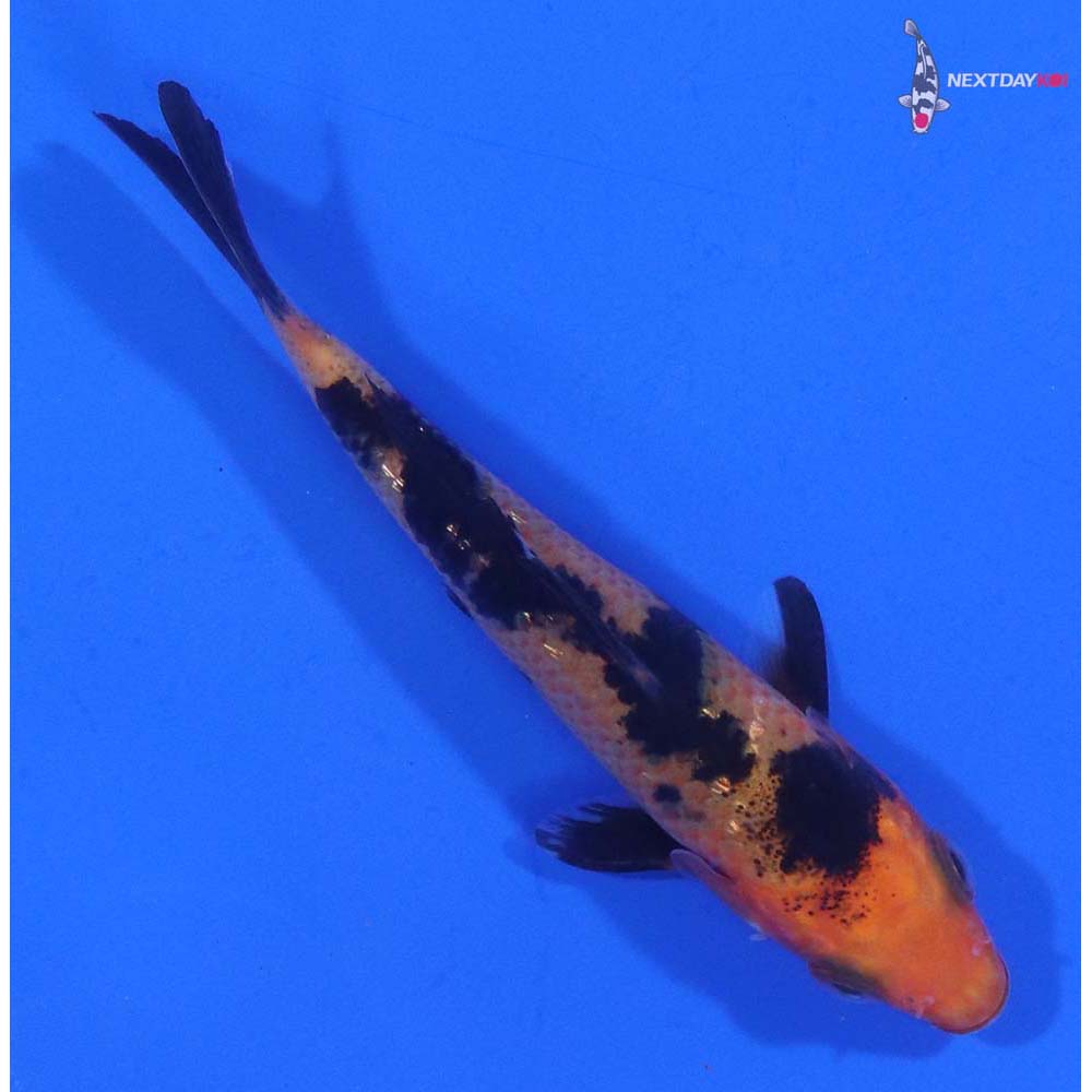 3” Imported Aka Bekko