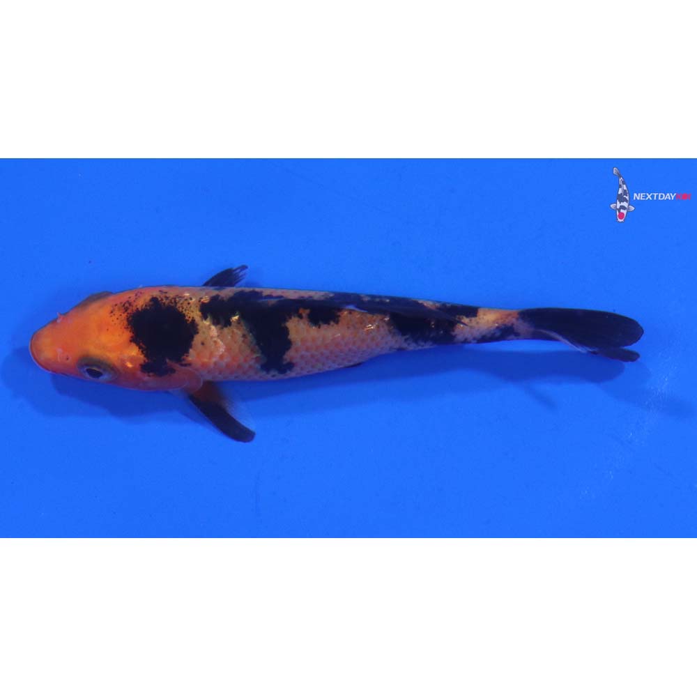 3” Imported Aka Bekko