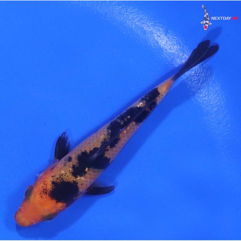 3” Imported Aka Bekko