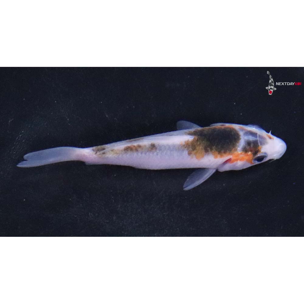 3” Imported Goromo