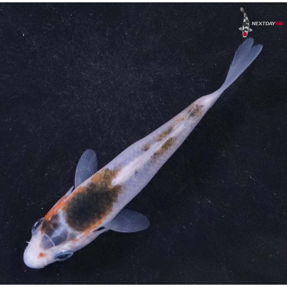 3” Imported Goromo