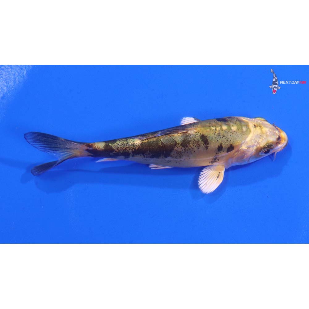 3.5” Imported Doitsu Kin Ki Bekko