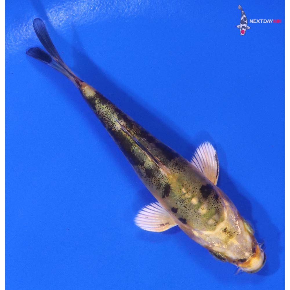 3.5” Imported Doitsu Kin Ki Bekko