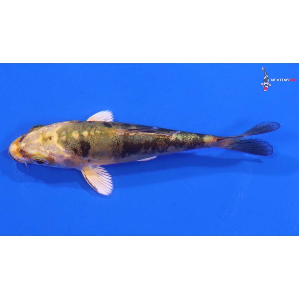 3.5” Imported Doitsu Kin Ki Bekko