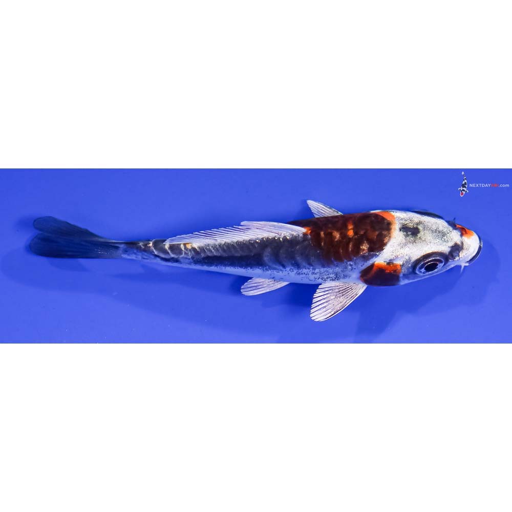 3.5” Imported Kin Kikokuryu