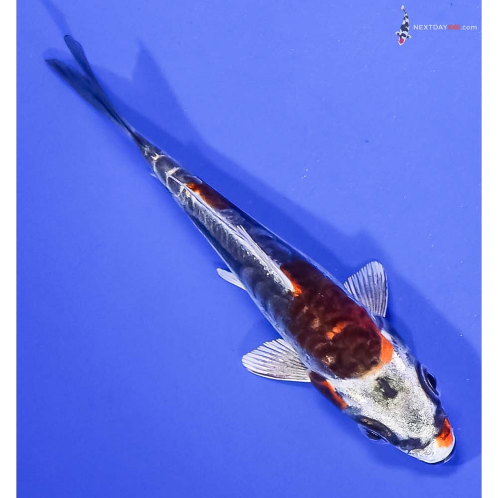 3.5” Imported Kin Kikokuryu