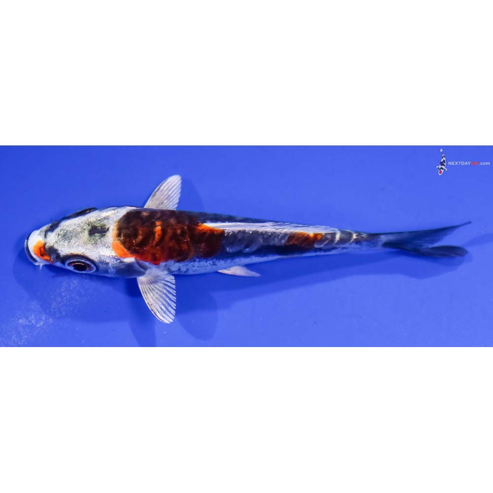 3.5” Imported Kin Kikokuryu