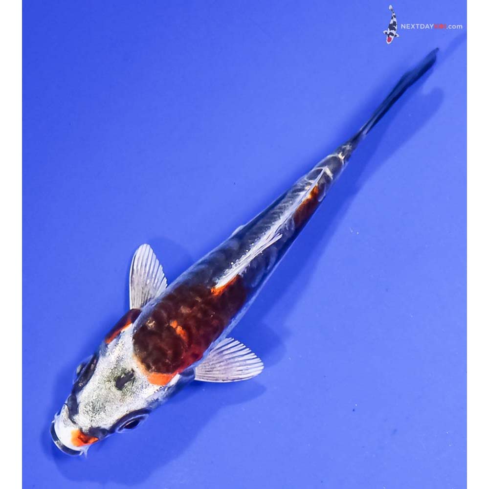 3.5” Imported Kin Kikokuryu