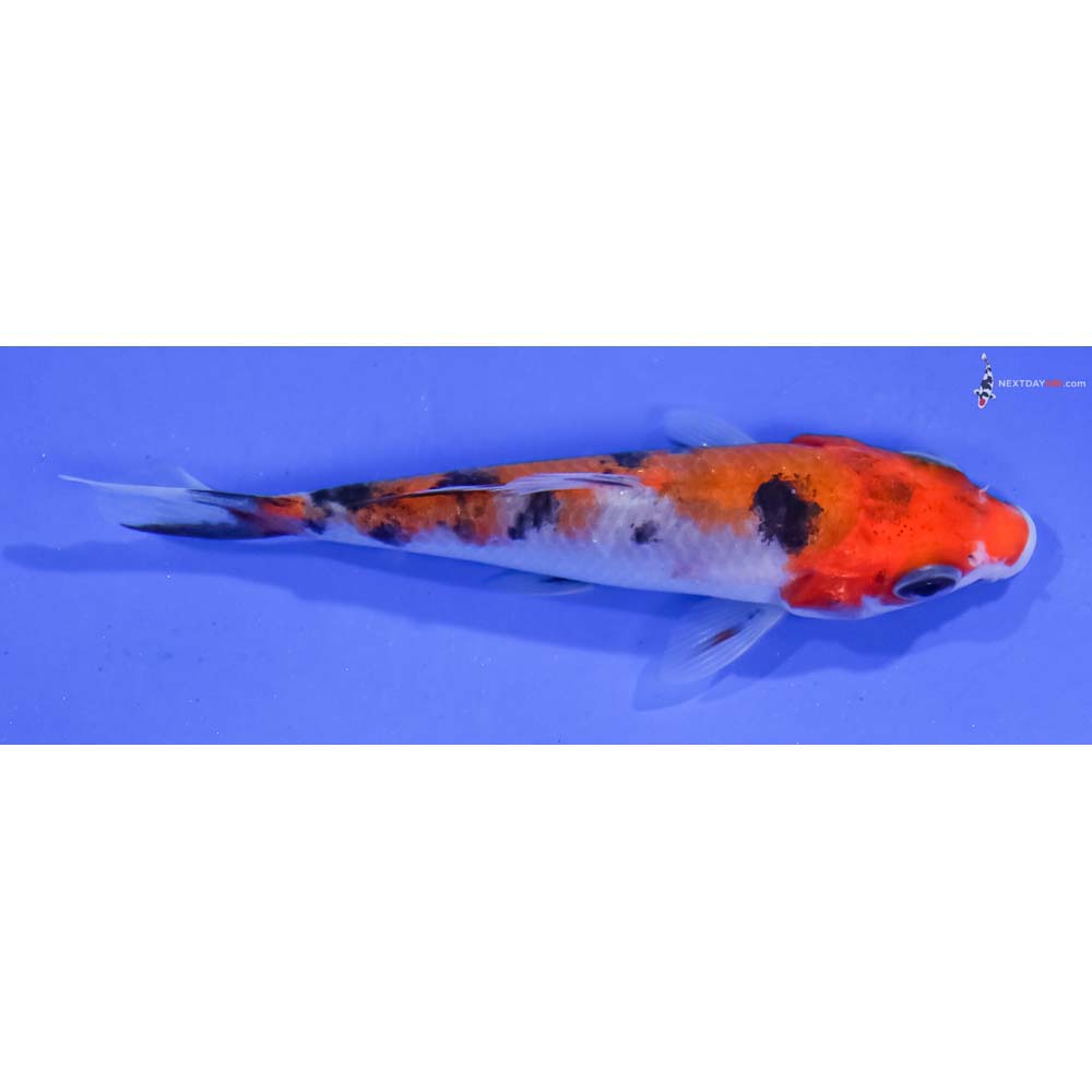 3.5” Imported Aka Sanke