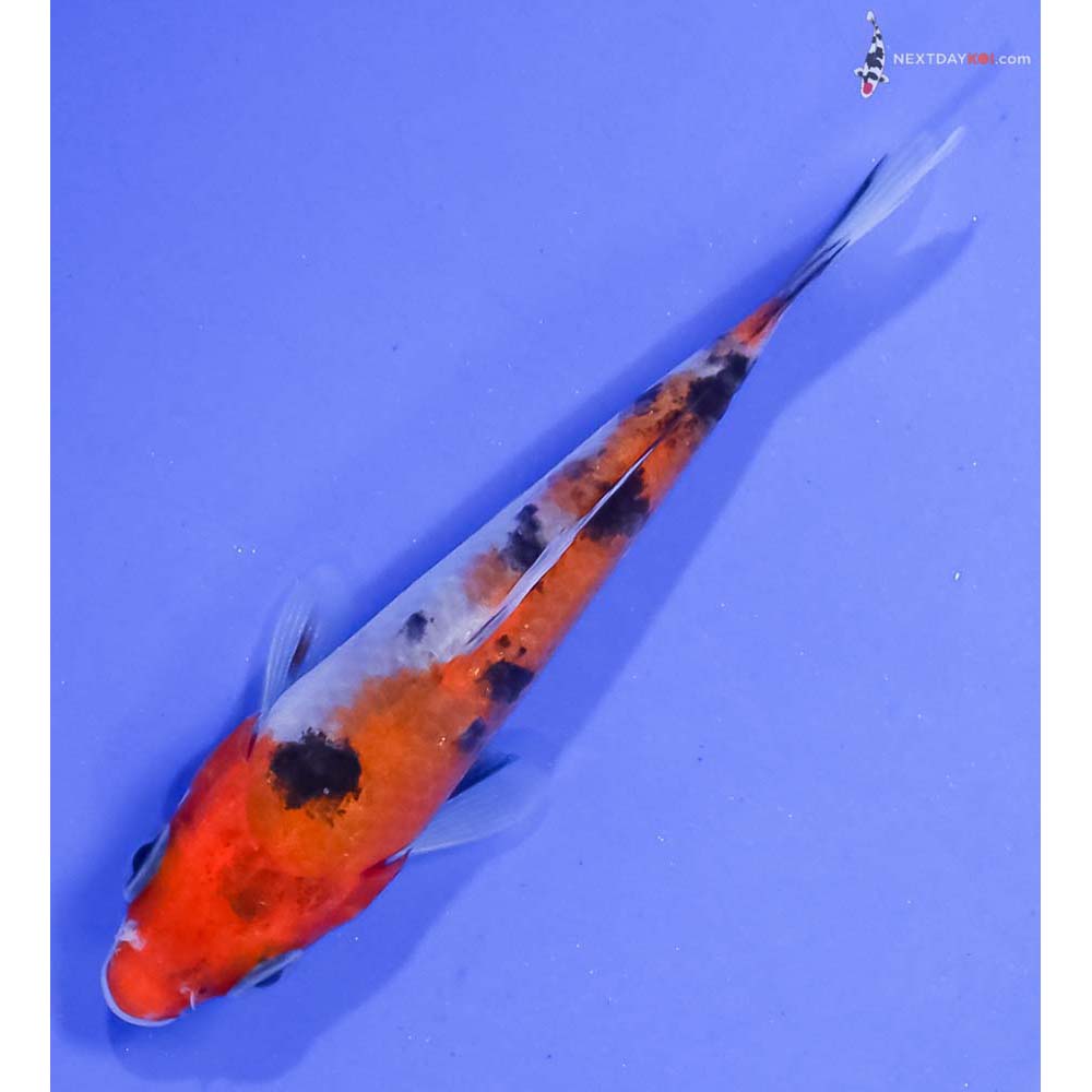 3.5” Imported Aka Sanke