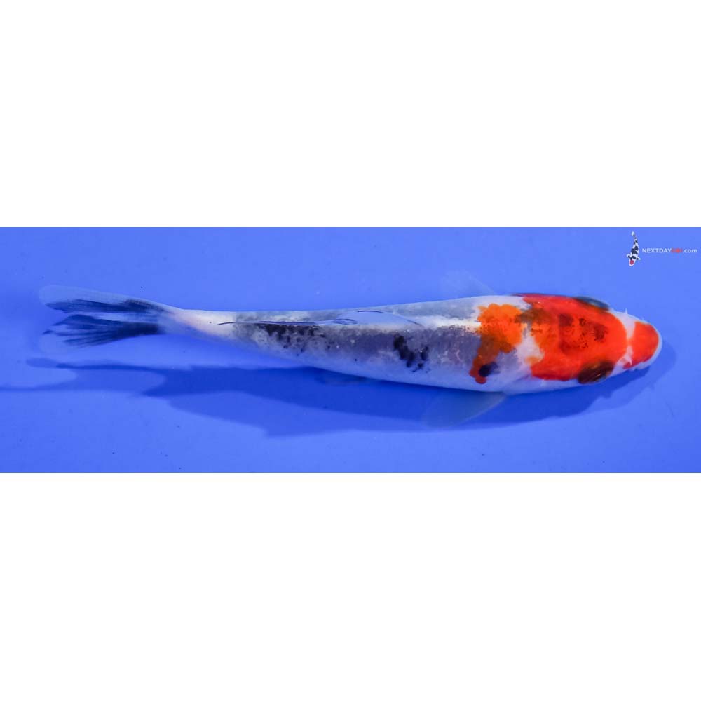 3.5” Imported Sanke