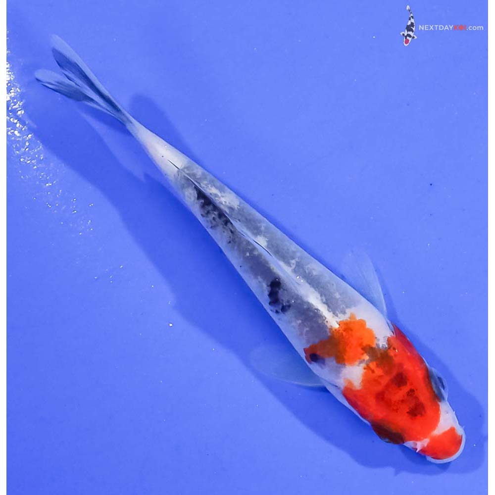 3.5” Imported Sanke