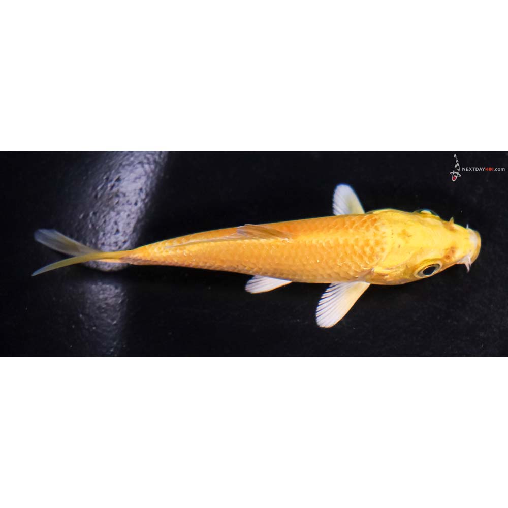 3.5” Imported Yamabuki Ogon