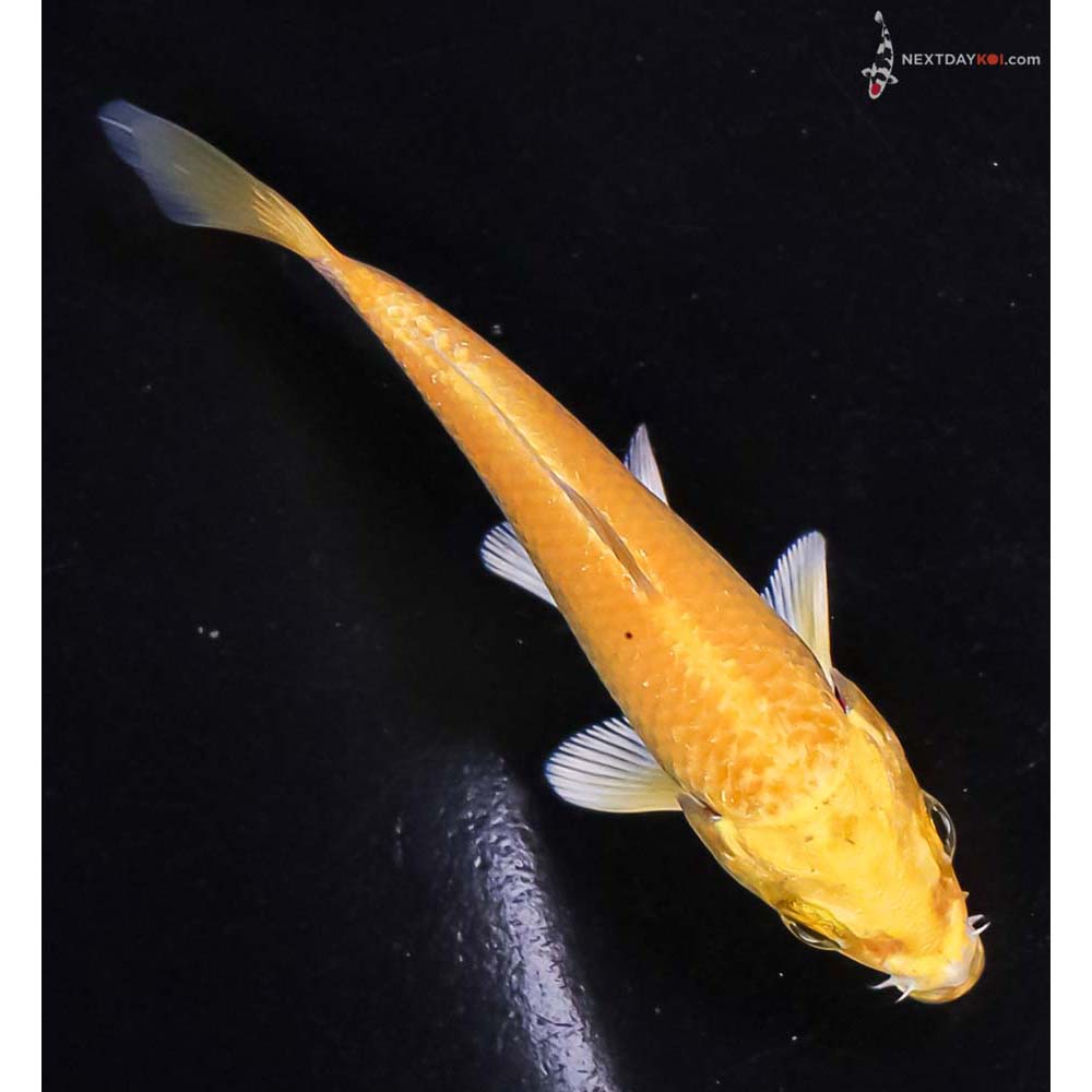 3.5” Imported Yamabuki Ogon