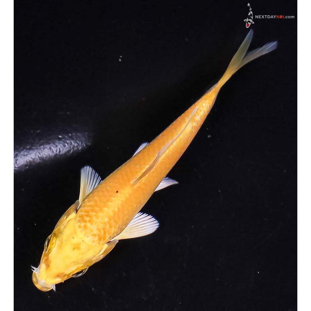 3.5” Imported Yamabuki Ogon