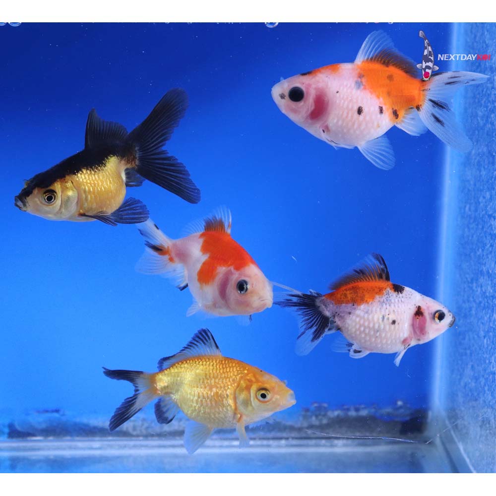 Lot of (5) 2-2.5” Imported Assorted Pearlscale