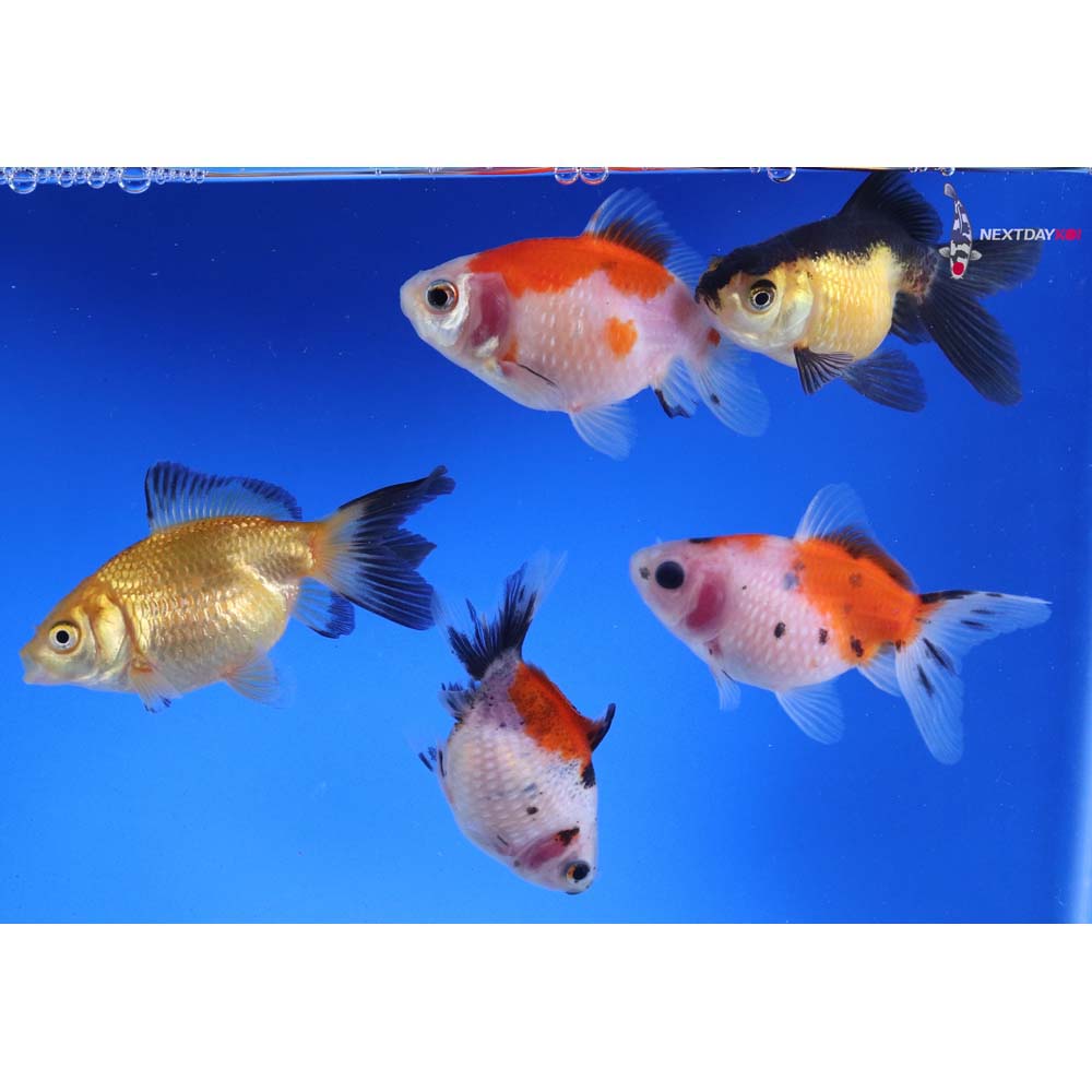 Lot of (5) 2-2.5” Imported Assorted Pearlscale