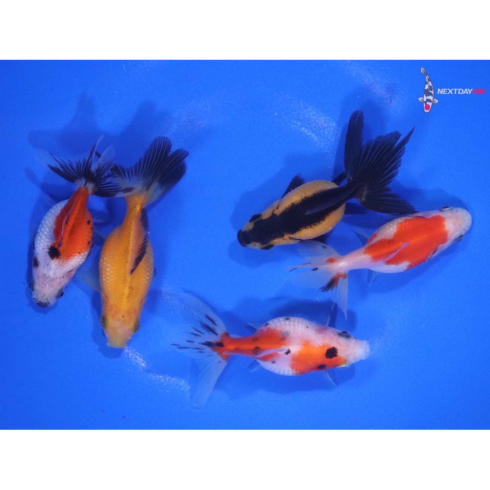 Lot of (5) 2-2.5” Imported Assorted Pearlscale