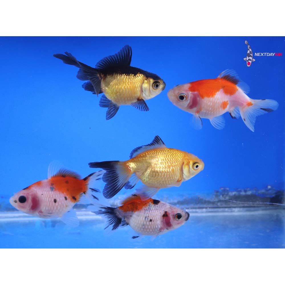 Lot of (5) 2-2.5” Imported Assorted Pearlscale