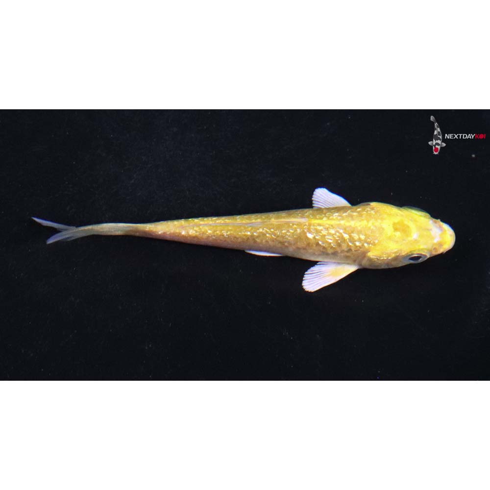 3.5” Imported Gin Rin Yamabuki Ogon