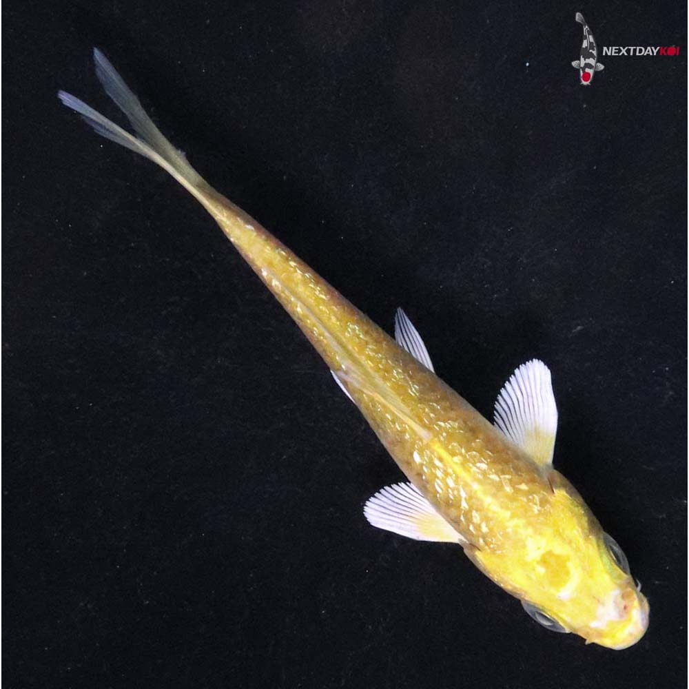 3.5” Imported Gin Rin Yamabuki Ogon