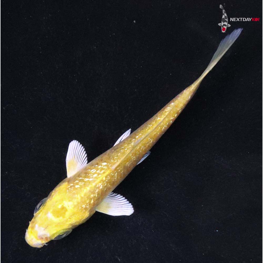 3.5” Imported Gin Rin Yamabuki Ogon