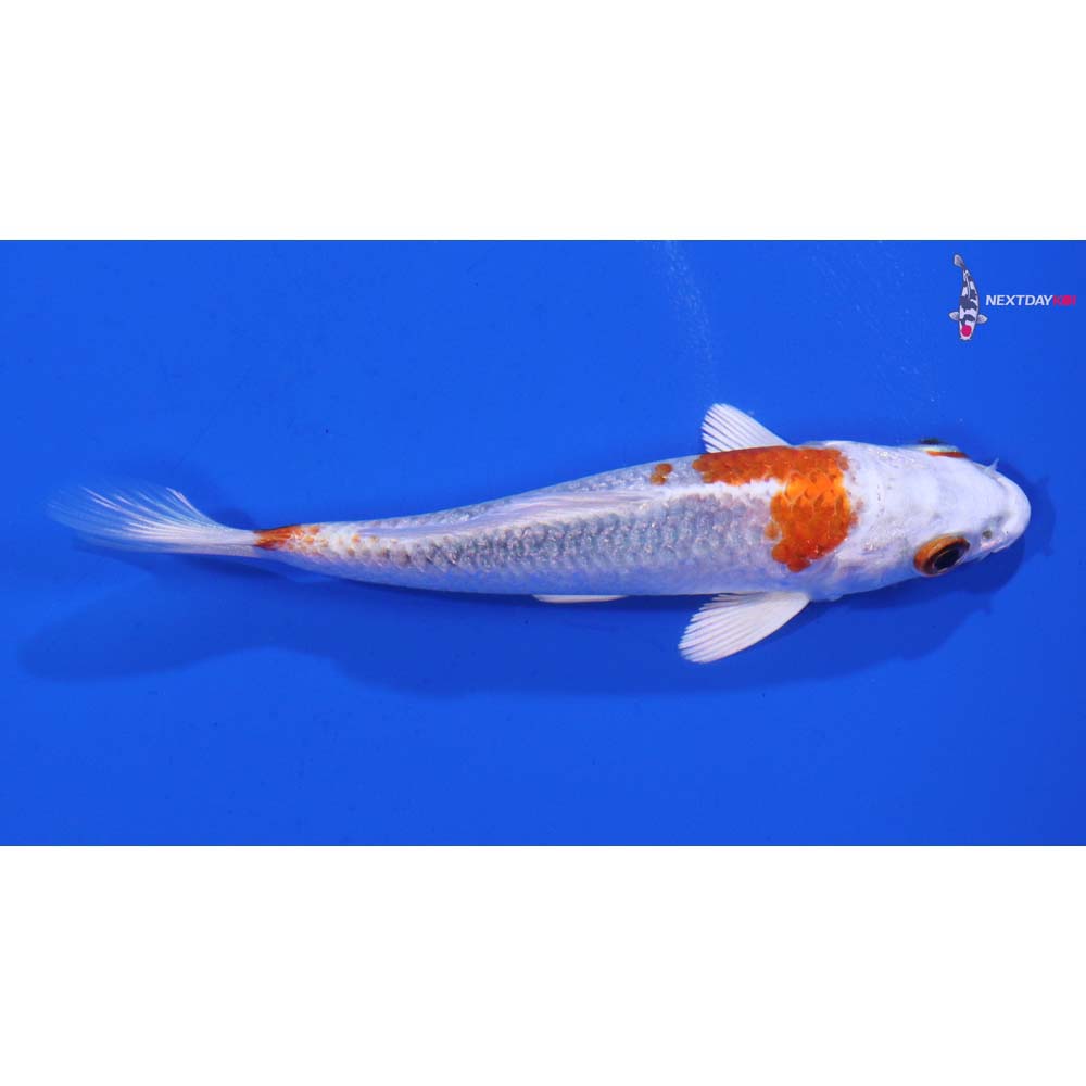 4” Imported Hariwake