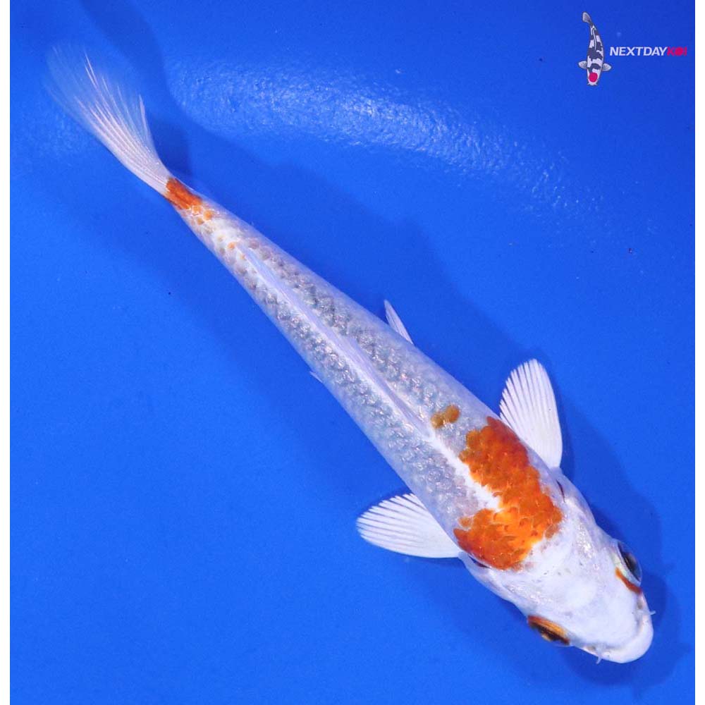 4” Imported Hariwake