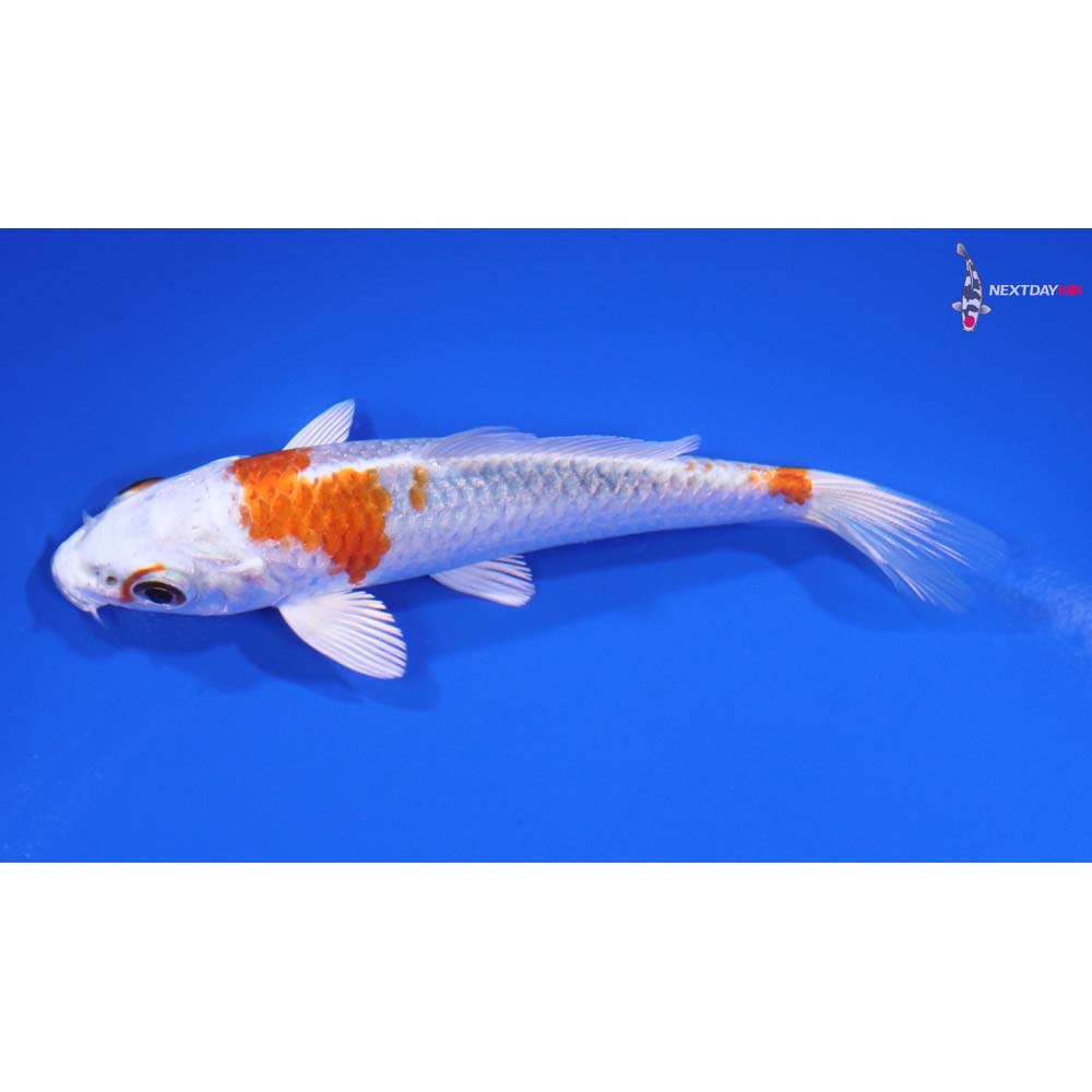 4” Imported Hariwake