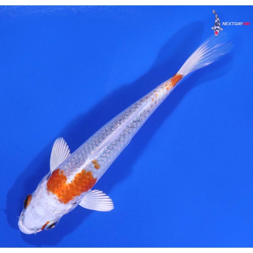 4” Imported Hariwake