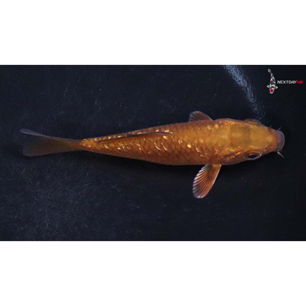 3.5” Imported Gin Rin Chagoi