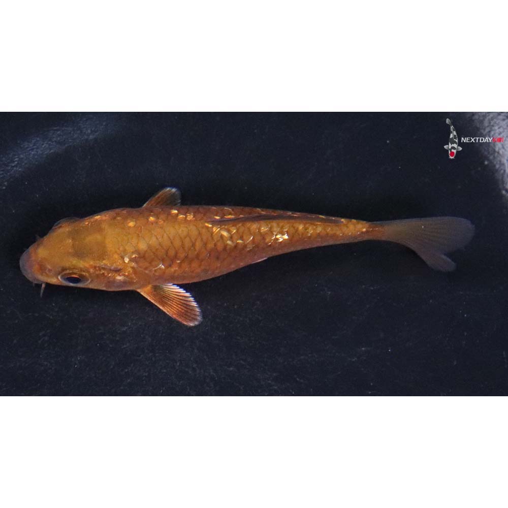 3.5” Imported Gin Rin Chagoi