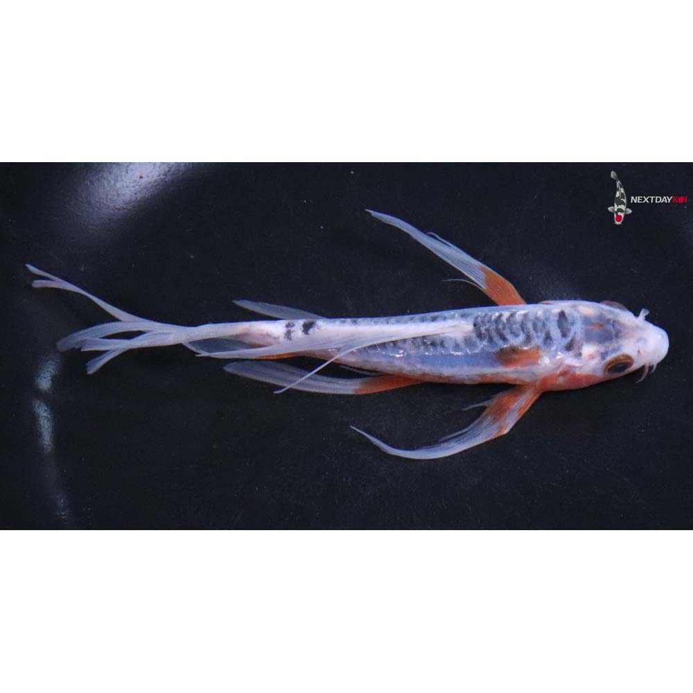 6” Imported Shusui Butterfly Koi