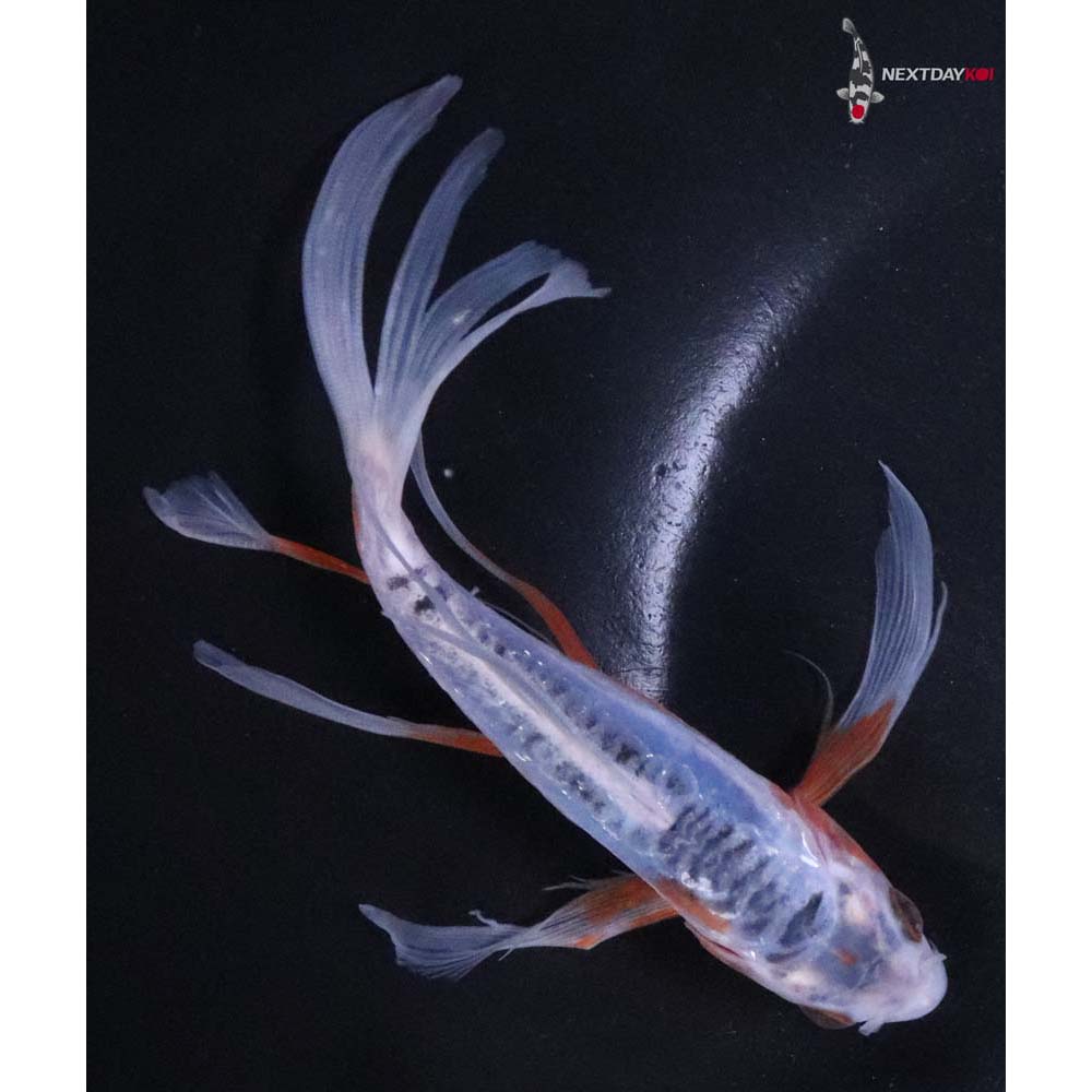 6” Imported Shusui Butterfly Koi