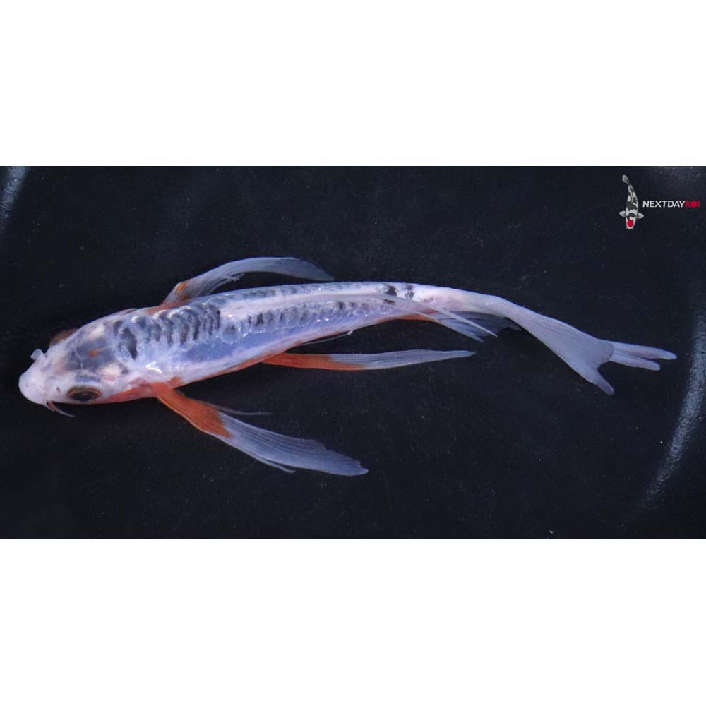 6” Imported Shusui Butterfly Koi