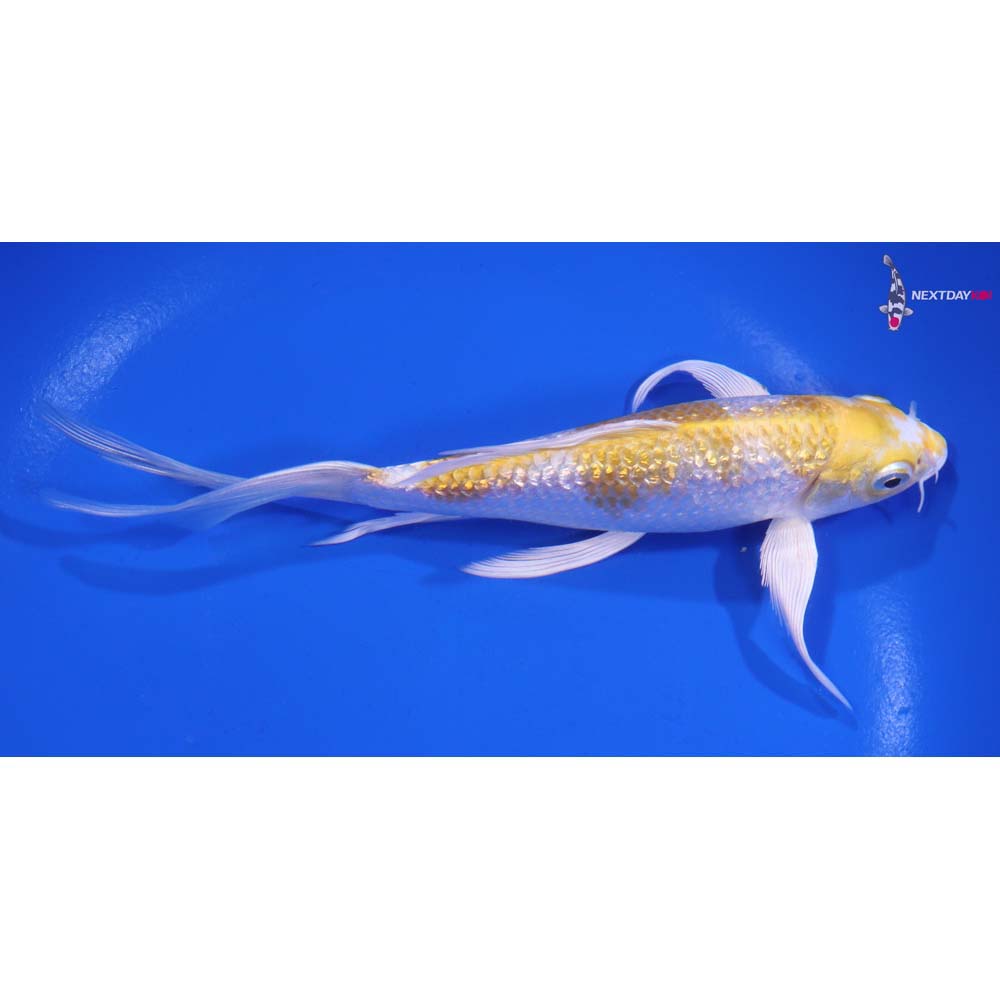 6” Imported Gin Rin Lemon Hariwake Butterfly Koi