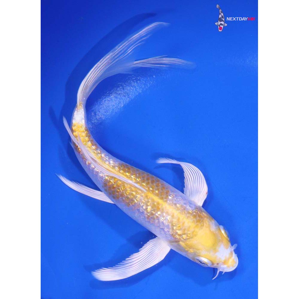 6” Imported Gin Rin Lemon Hariwake Butterfly Koi