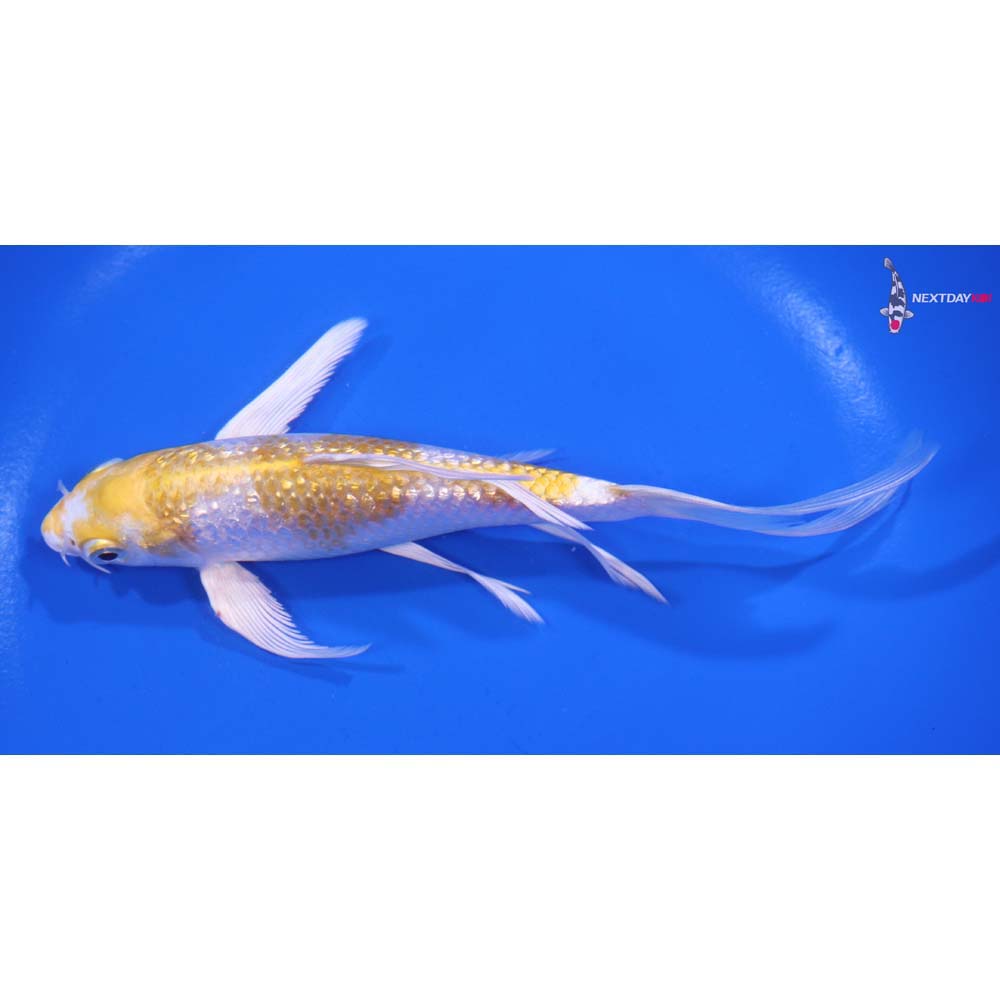 6” Imported Gin Rin Lemon Hariwake Butterfly Koi