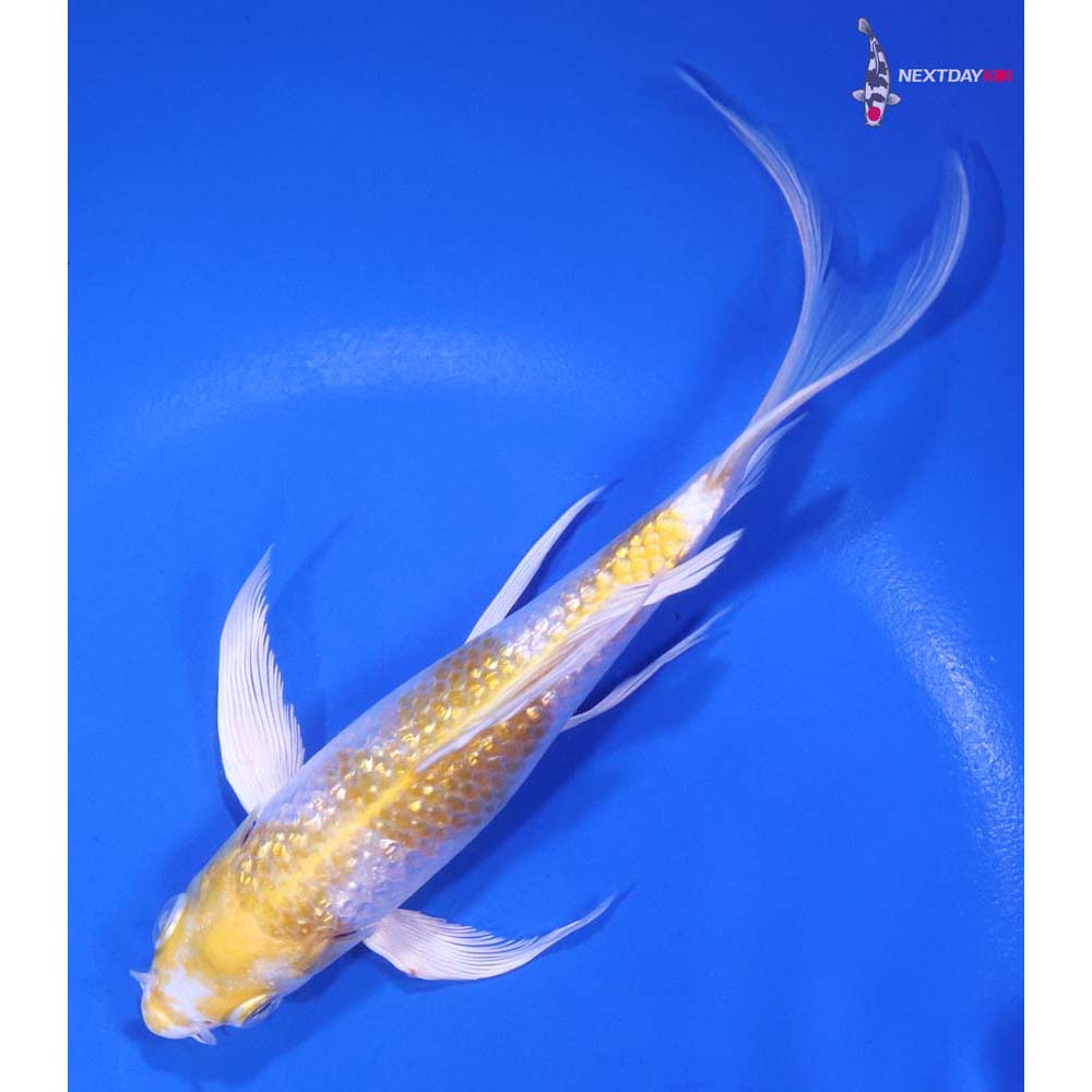6” Imported Gin Rin Lemon Hariwake Butterfly Koi