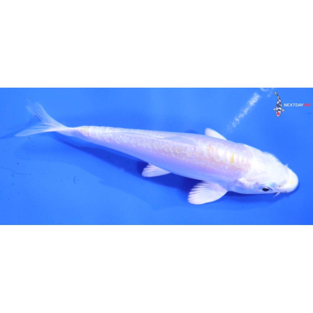 3” Imported Doitsu Lemon Hariwake